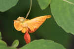 Jewelweed